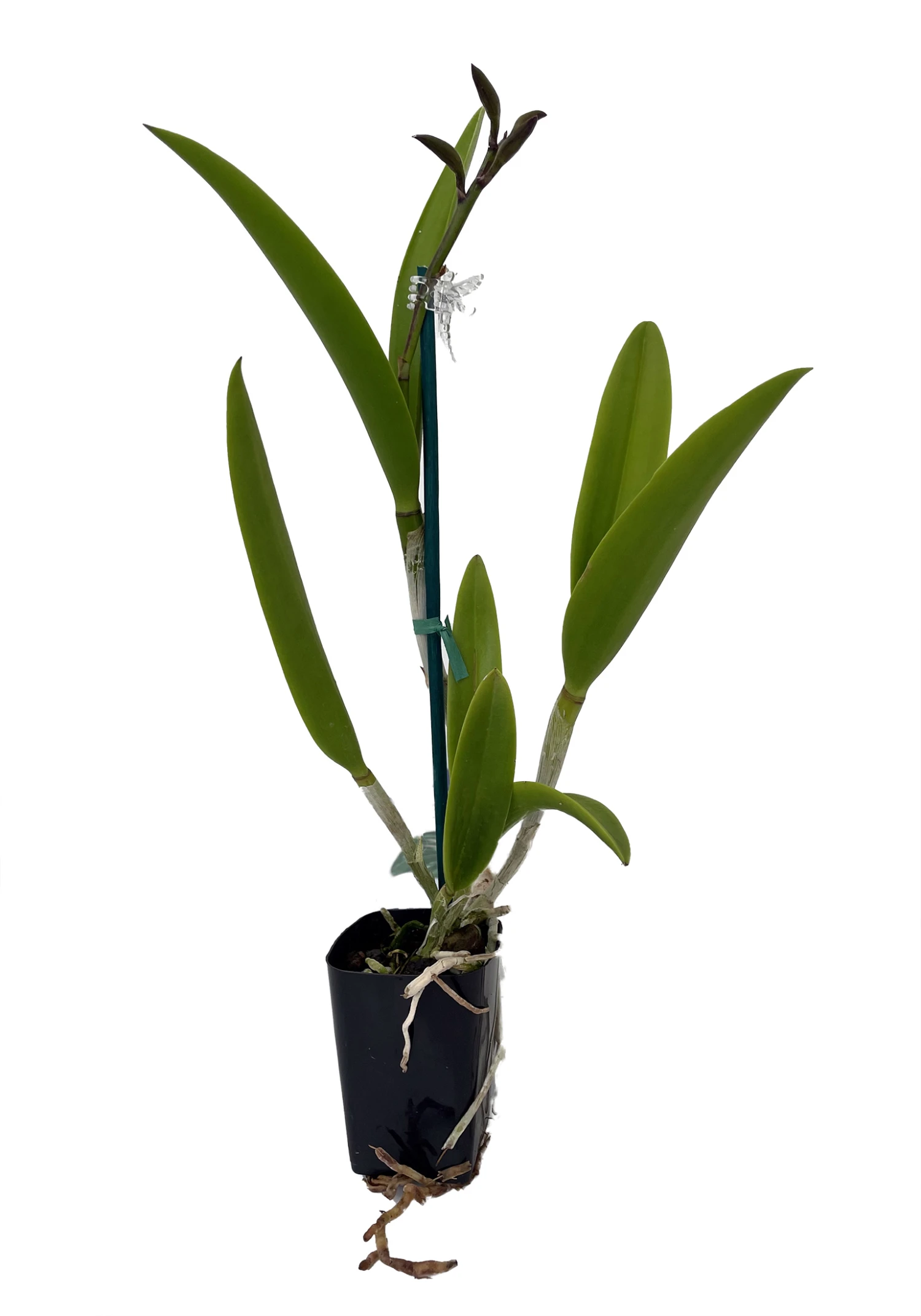 Cattleya Leopoldii Var Albina X Brassavola Nodosa Orchid - 2" Pot - Collectors