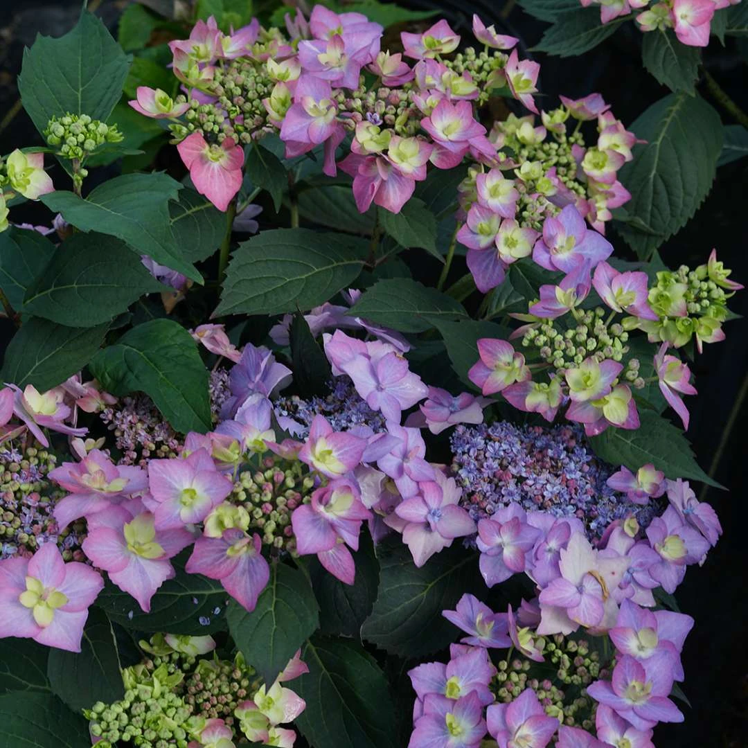 LET’S DANCE CAN DO!® PPAF Hydrangea Bush - 4" Pot - Proven Winners - Image 2