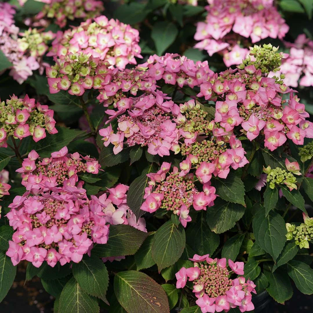 LET’S DANCE CAN DO!® PPAF Hydrangea Bush - 4" Pot - Proven Winners - Image 3