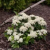 LIL’ DITTY® Viburnum - 4" Pot - White Blooms - Proven Winners