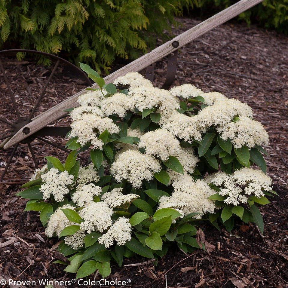 LIL’ DITTY® Viburnum - 4" Pot - White Blooms - Proven Winners