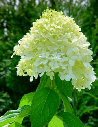 LITTLE LIME® Hydrangea -Compact Flowering Shrub- Hardy - Proven Winners - 4" Pot - Image 3