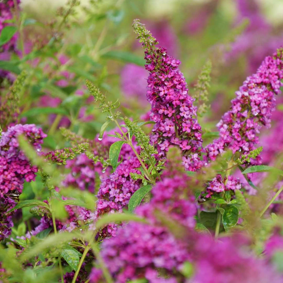 Lo & Behold Ruby Chip® - Butterfly Bush - Buddleia - Proven Winners - 4" Pot - Image 2