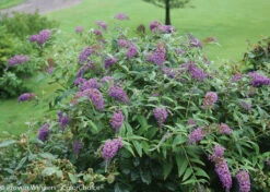 Lo & BeholdĀ® Buddleia X Purple Haze PPAF - Butterfly Bush-4"Pot-Proven Winners
