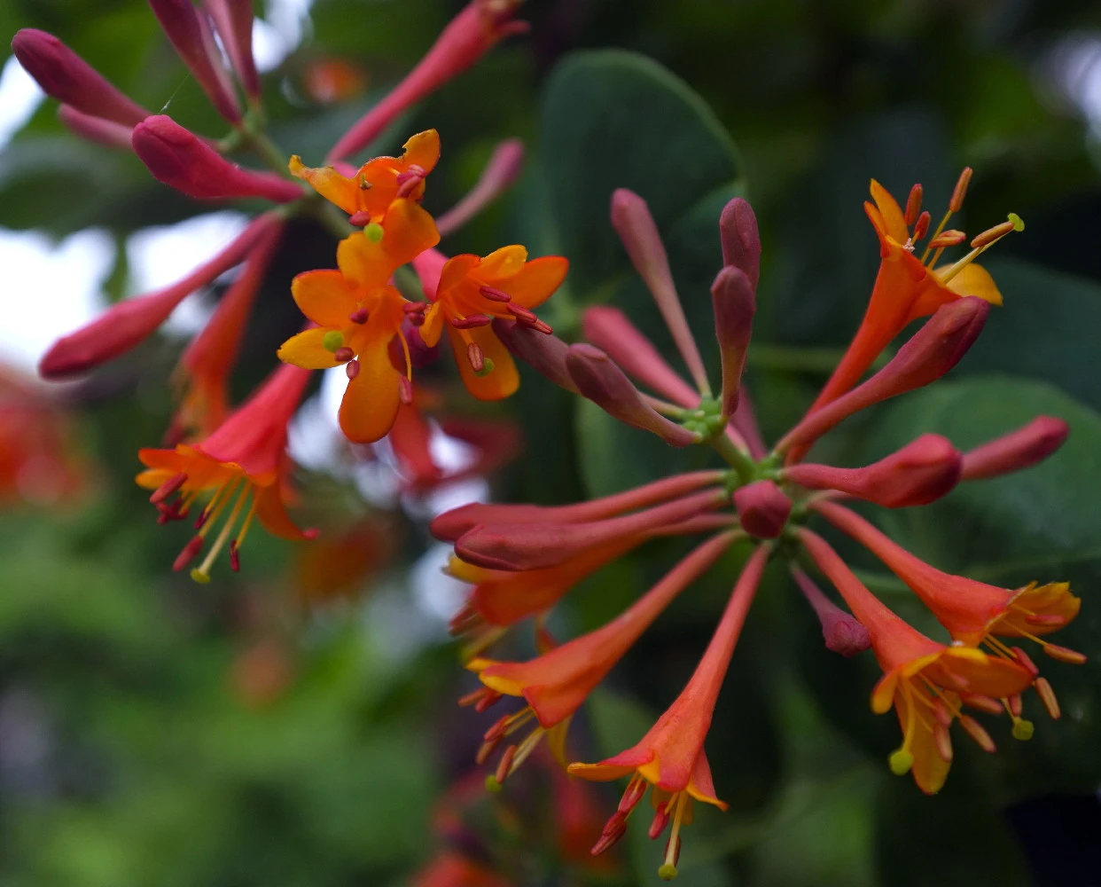 Dropmore Scarlet Honeysuckle Vine - Lonicera - 2.5" Pot