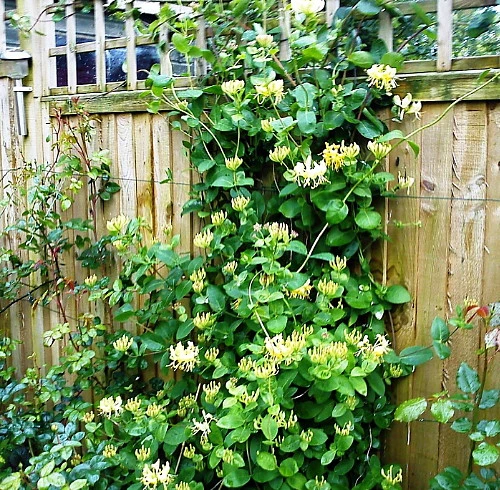 Scentsation Honeysuckle - Proven Winner - Lonicera - Very Fragrant - 4" Pot - Image 2