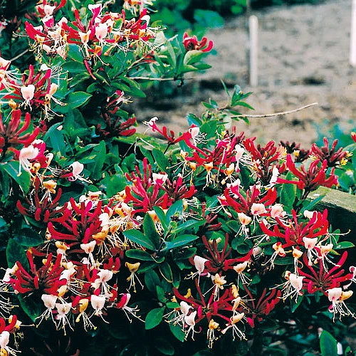 Serotina Belgica Honeysuckle Vine - Late Dutch - Lonicera - 2.5" Pot - Fragrant - Image 2