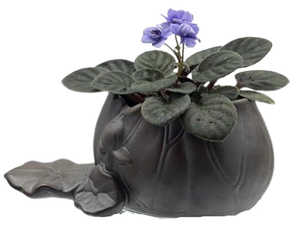 Creative Lotus Leaf Ceramic Planter With Live Miniature African Violet