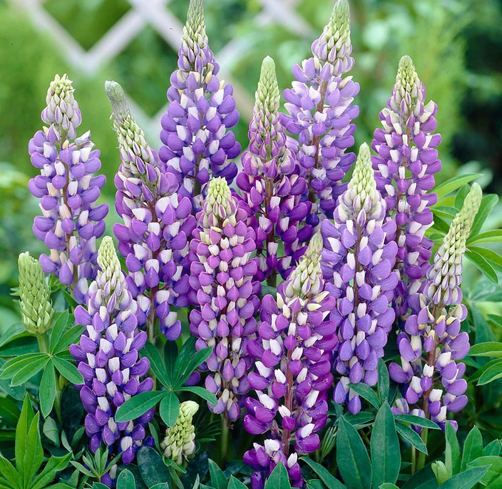 Mini Galleryâ„¢ Blue Bicolor Lupine Perennial - Lupinus Polyphyllus - Gallon Pot - Image 2