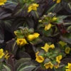 Night Light Lysimachia - Moneywort - Live Plant - Quart Pot