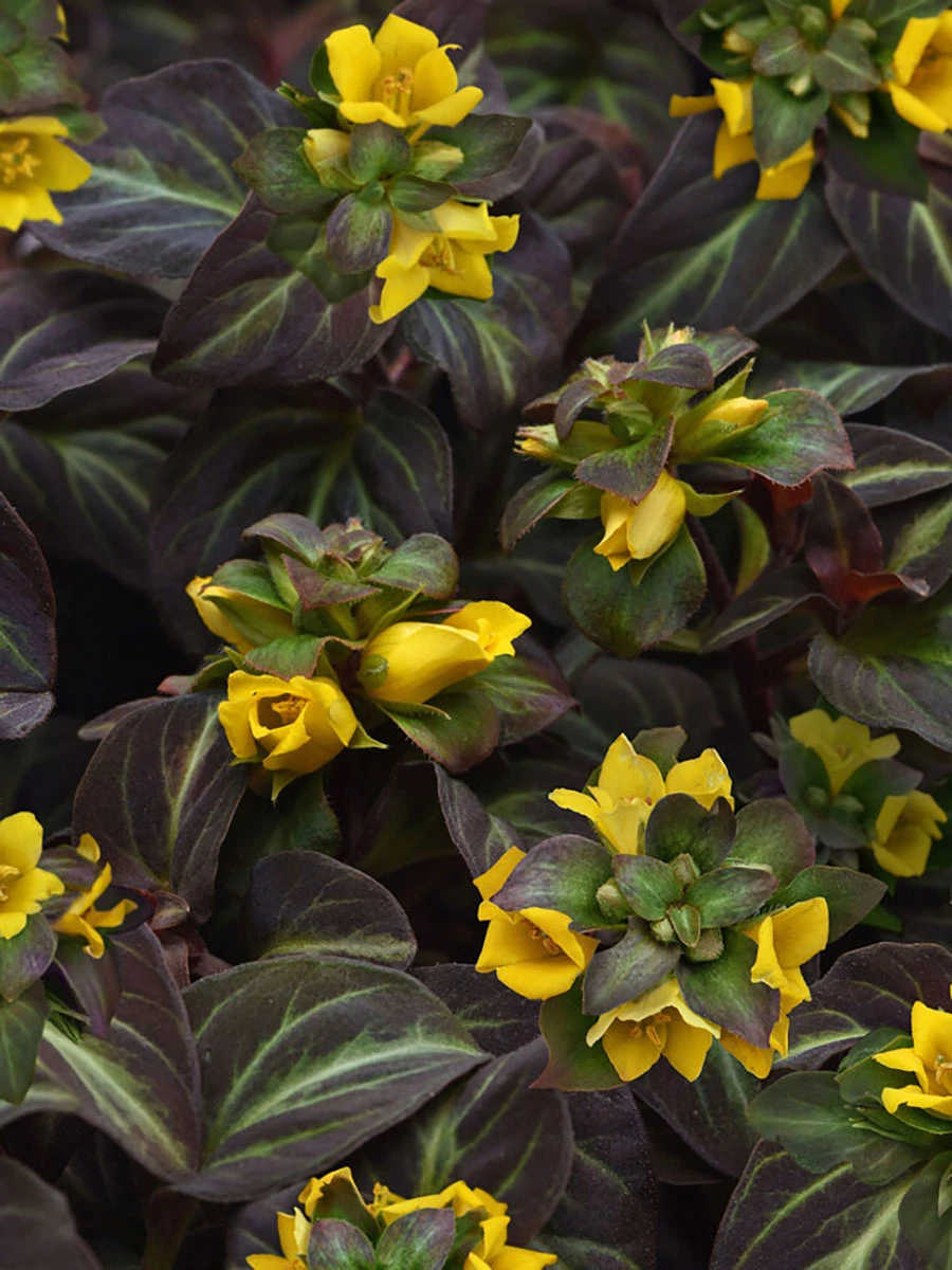Night Light Lysimachia - Moneywort - Live Plant - Quart Pot