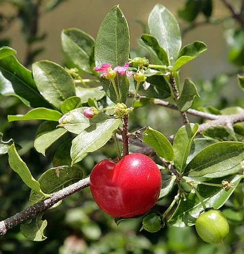 Barbados Cherry Plant - Malpighia Punicfolia - Acerola - Indoors/Out - 6" Pot