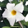 White Brazil Jasmine Plant - Mandevilla/Dipladenia - 6" Pot/Trellis