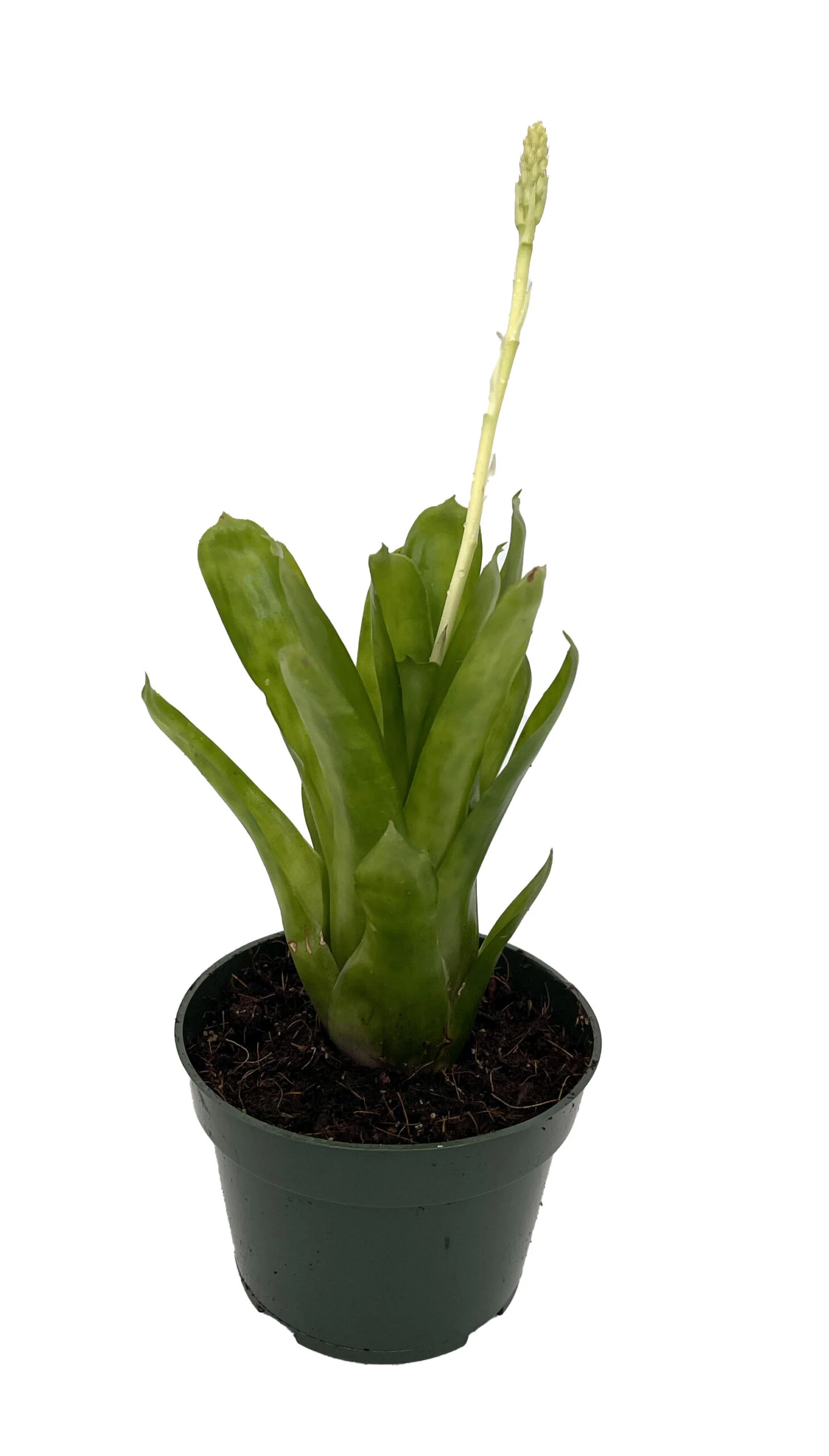 Matchstick Vase Plant - Aechmea Gamosepala - Bromeliad - 4" Pot - Image 2