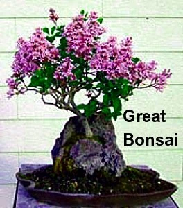 Wine & Roses® Weigela - Outdoors Or Bonsai - Hardy - Proven Winners - 4" Pot - Image 4