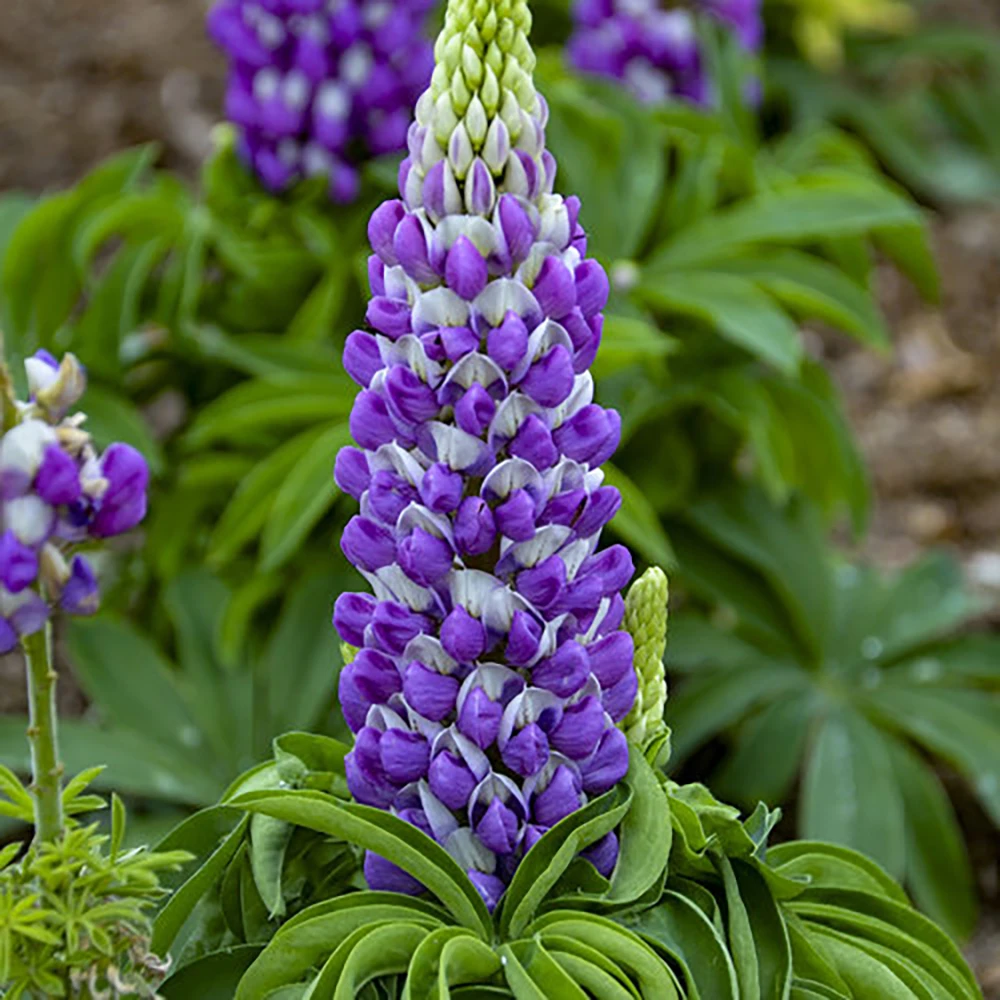 Mini Galleryâ„¢ Blue Bicolor Lupine Perennial - Lupinus Polyphyllus - Gallon Pot