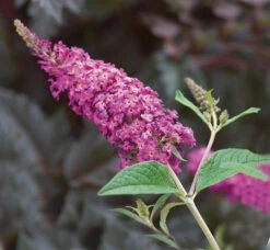 Miss Ruby Butterfly Bush - Buddleia - Proven Winners - 4" Pot