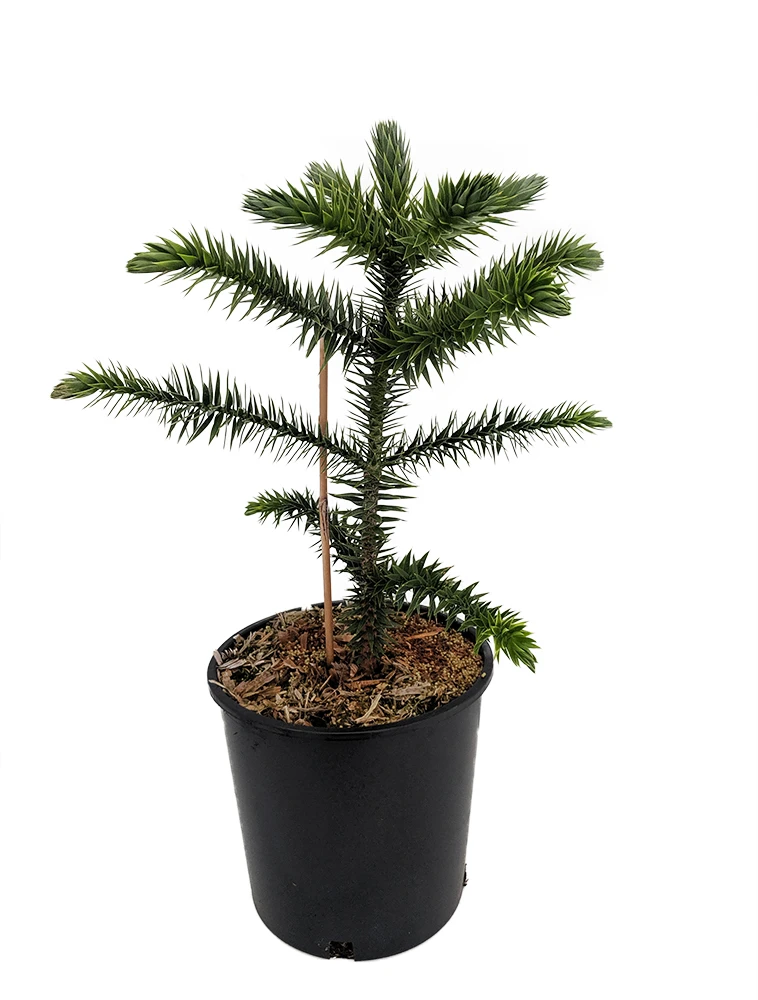 Monkey Puzzle Tree - Araucaria Araucana - Chile Pine - Gallon Pot - Indoors/Out