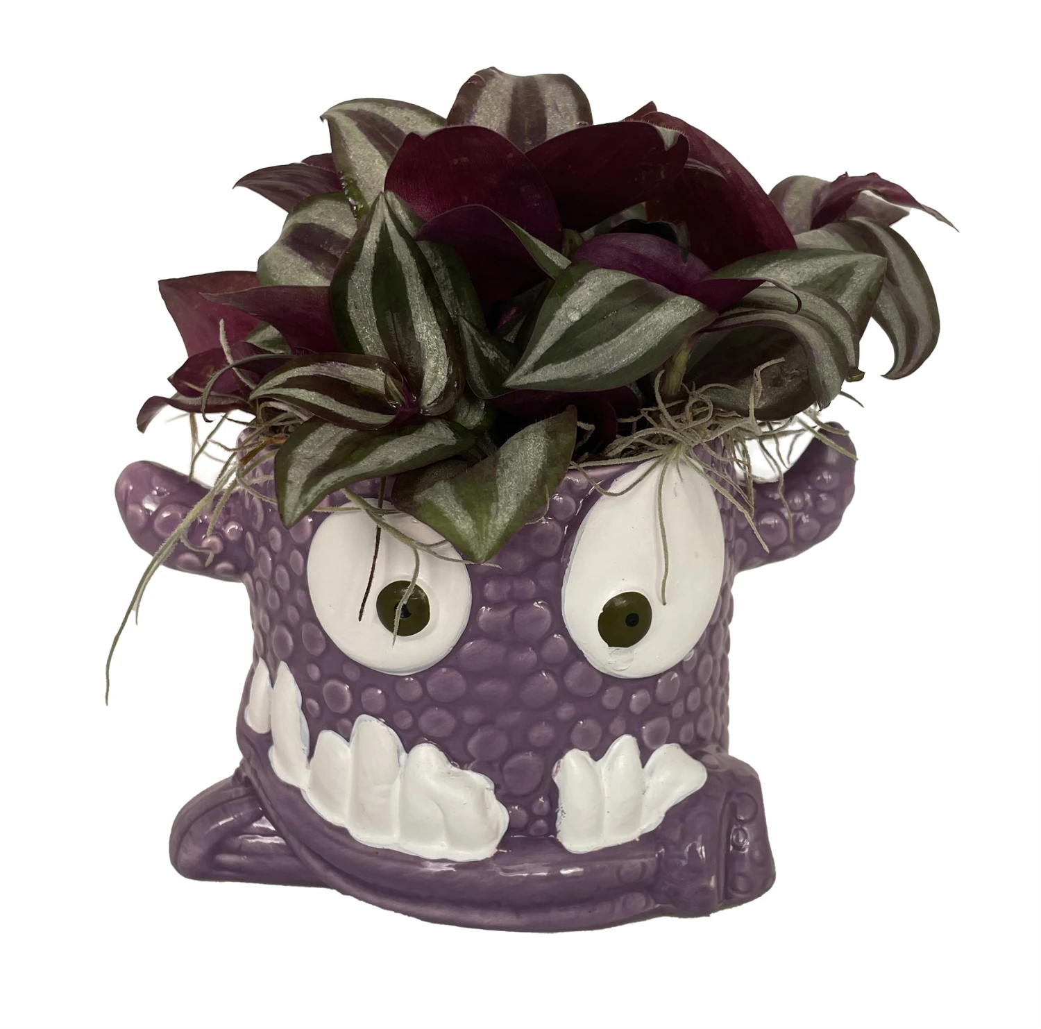 Monster Mash Halloween Ceramic Planter & Live House Plant - 3.5" Pot - Purple