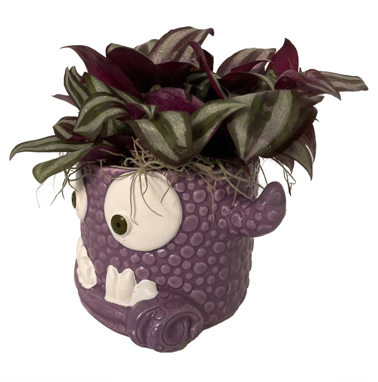 Monster Mash Halloween Ceramic Planter & Live House Plant - 3.5" Pot - Purple - Image 2