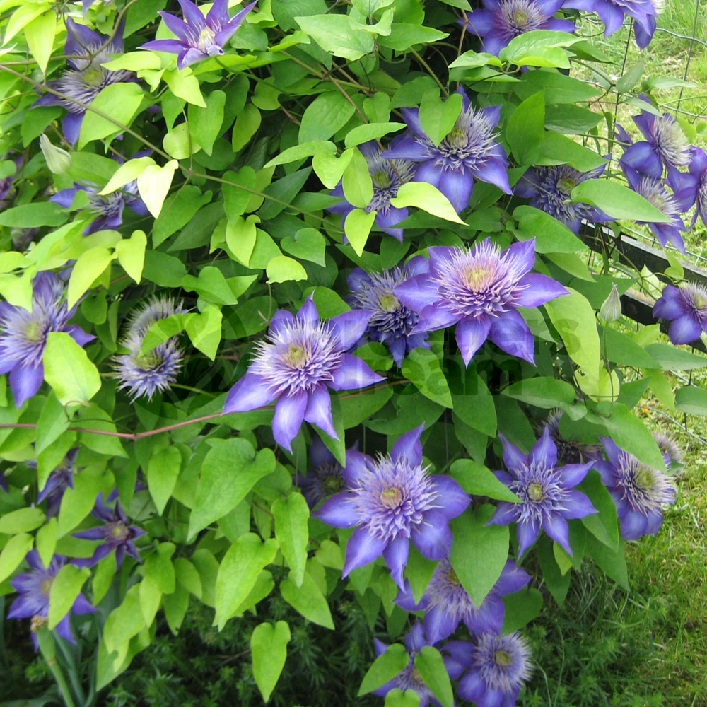 Multi Blue Clematis - NEW! - Navy Blue Double Flower - 2.5" Pot - Image 3
