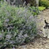 Cat's Meow Catmint Perennial - Nepeta - Gallon Pot - Proven Winners
