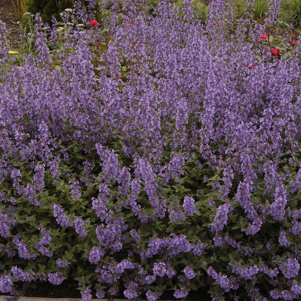 Purrsian Blue Catmint Perennial - Nepeta - Quart Pot