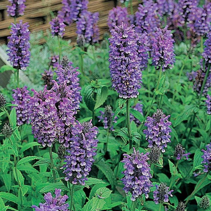 Purrsian Blue Catmint Perennial - Nepeta - Quart Pot - Image 2