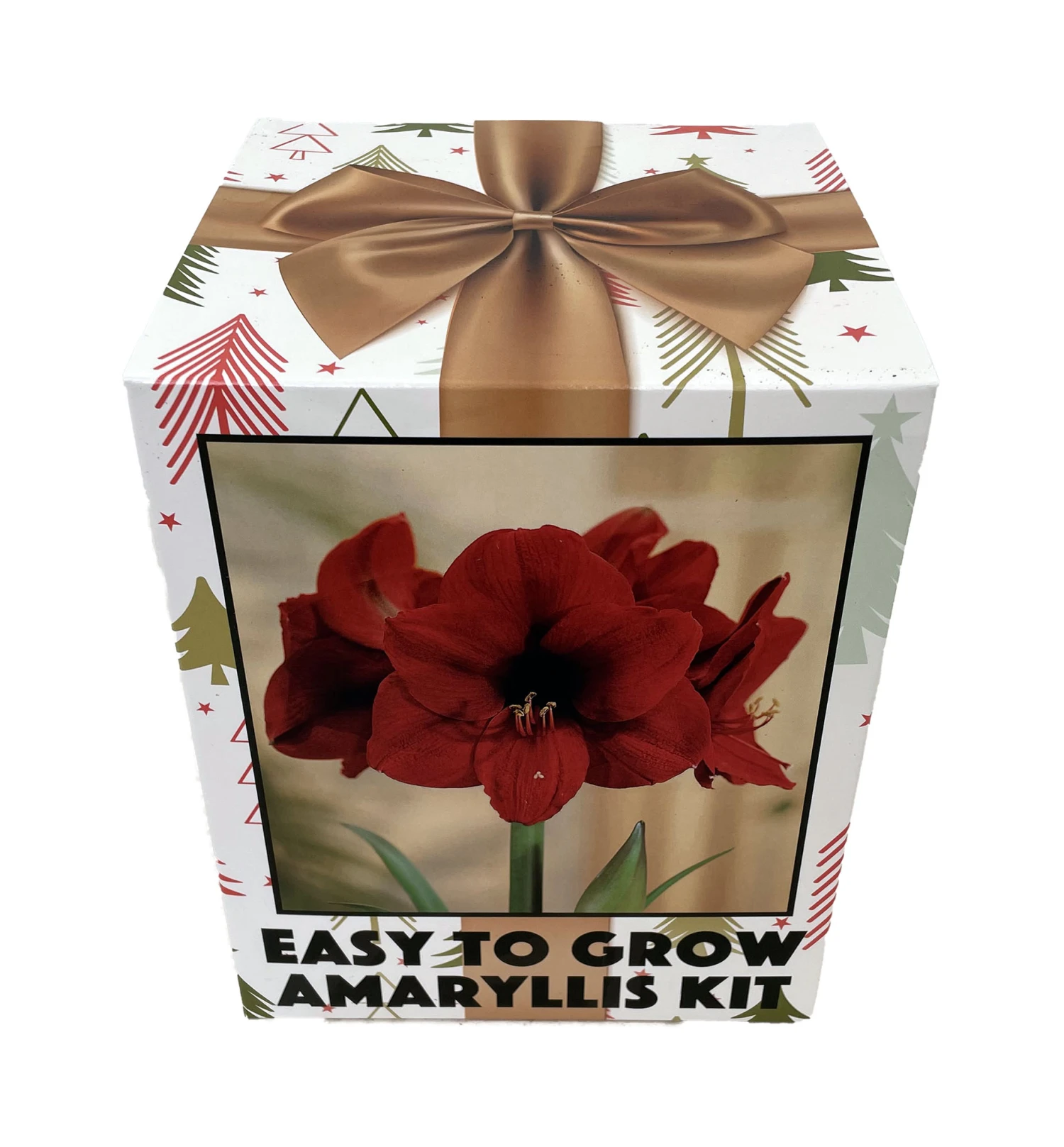 Amaryllis Kit: Red Lion - Gift Box - Large Bulb, Pot And Soil - Netherland - Image 2