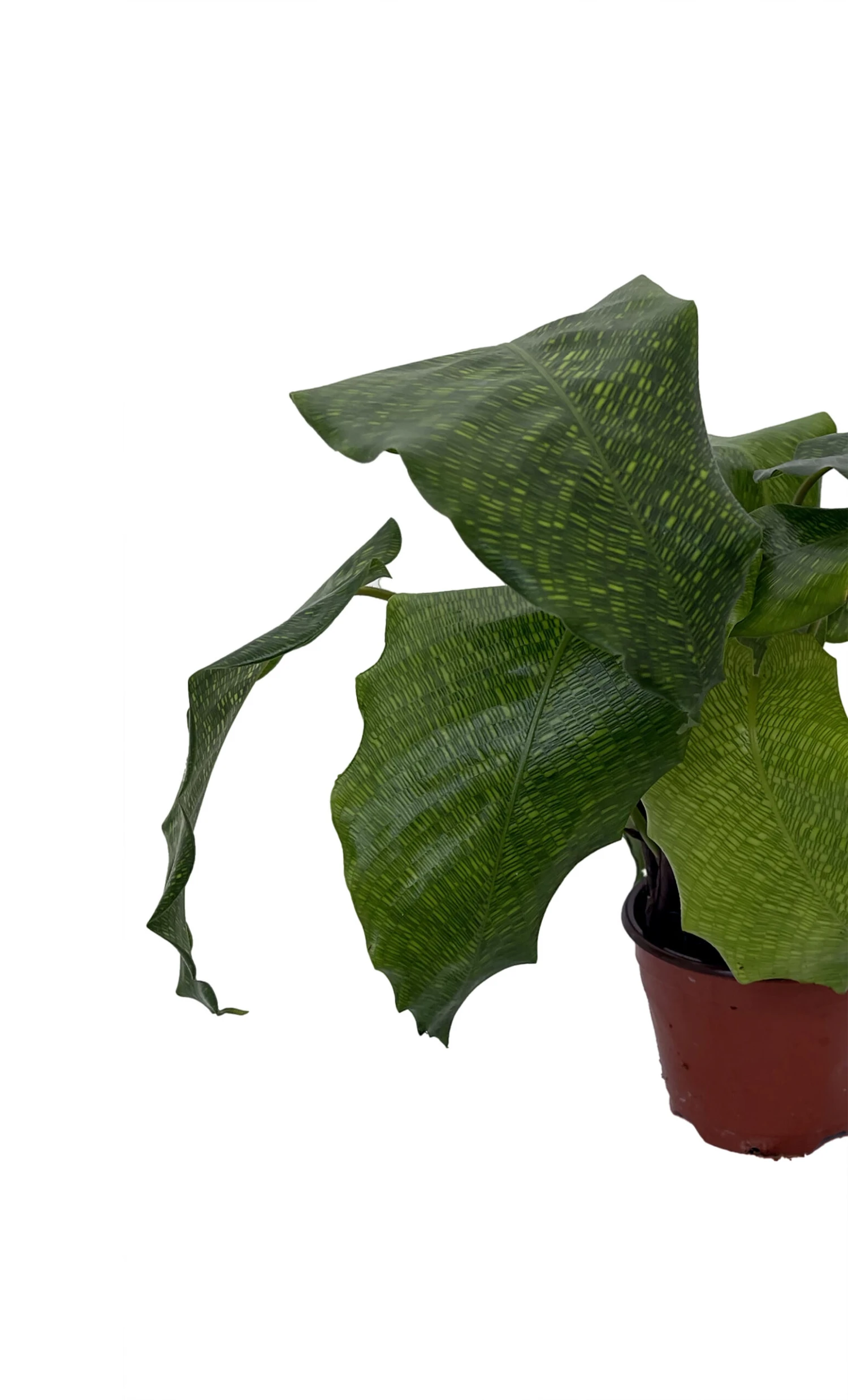 Rare Mosaic Prayer Plant - Network Calathea - Calathea Mosaicca - 4" Pot - Image 2