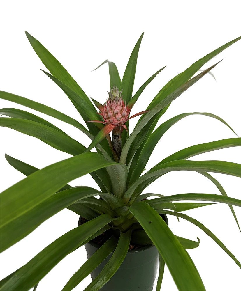 Fruiting Pineapple Plant - Ananas Comosus - Great Indoors/Out - 5" Pot