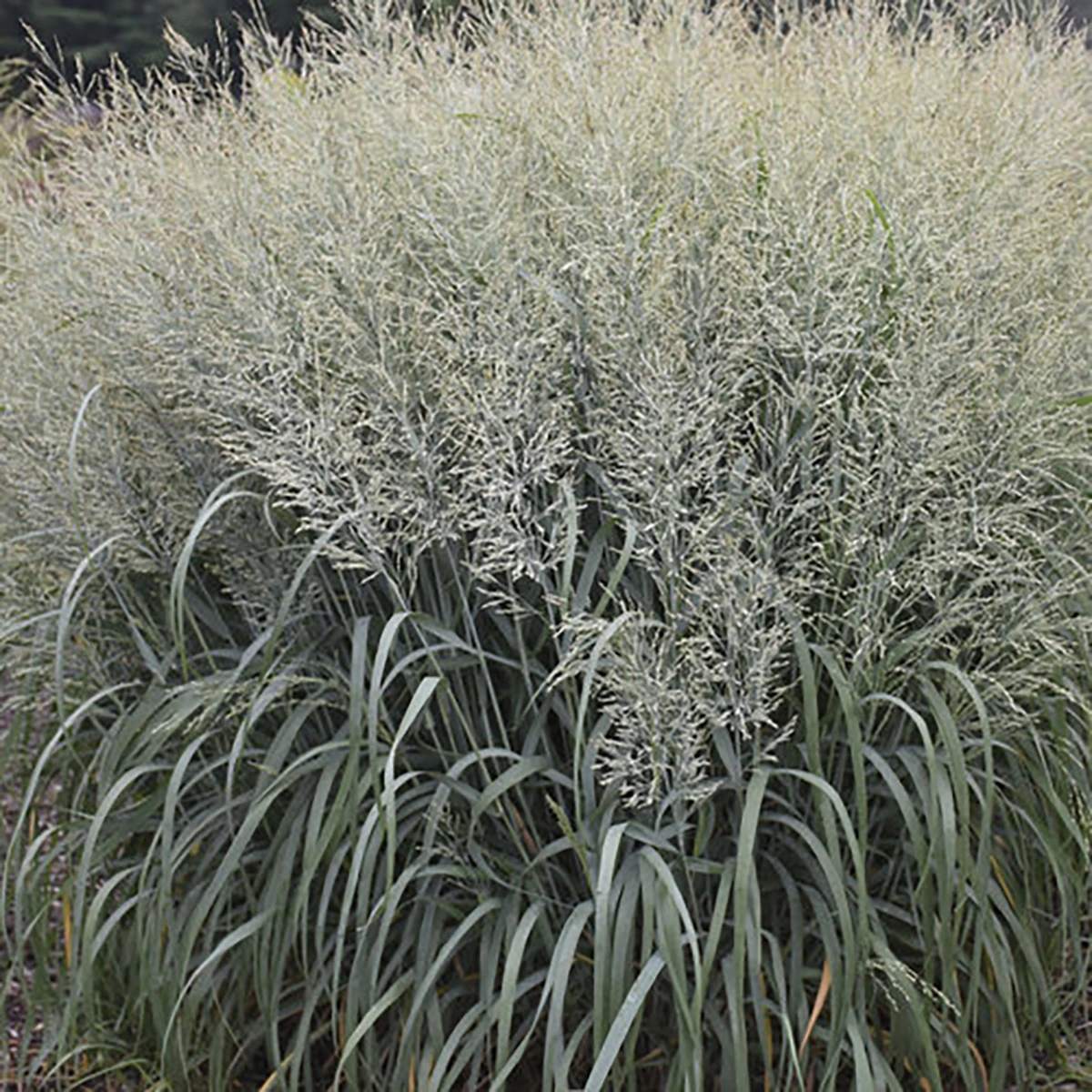 Prairie Winds® Niagara Falls Switch Grass - Panicum - Gallon Pot -Proven Winners