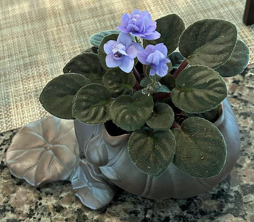 Creative Lotus Leaf Ceramic Planter With Live Miniature African Violet - Image 3