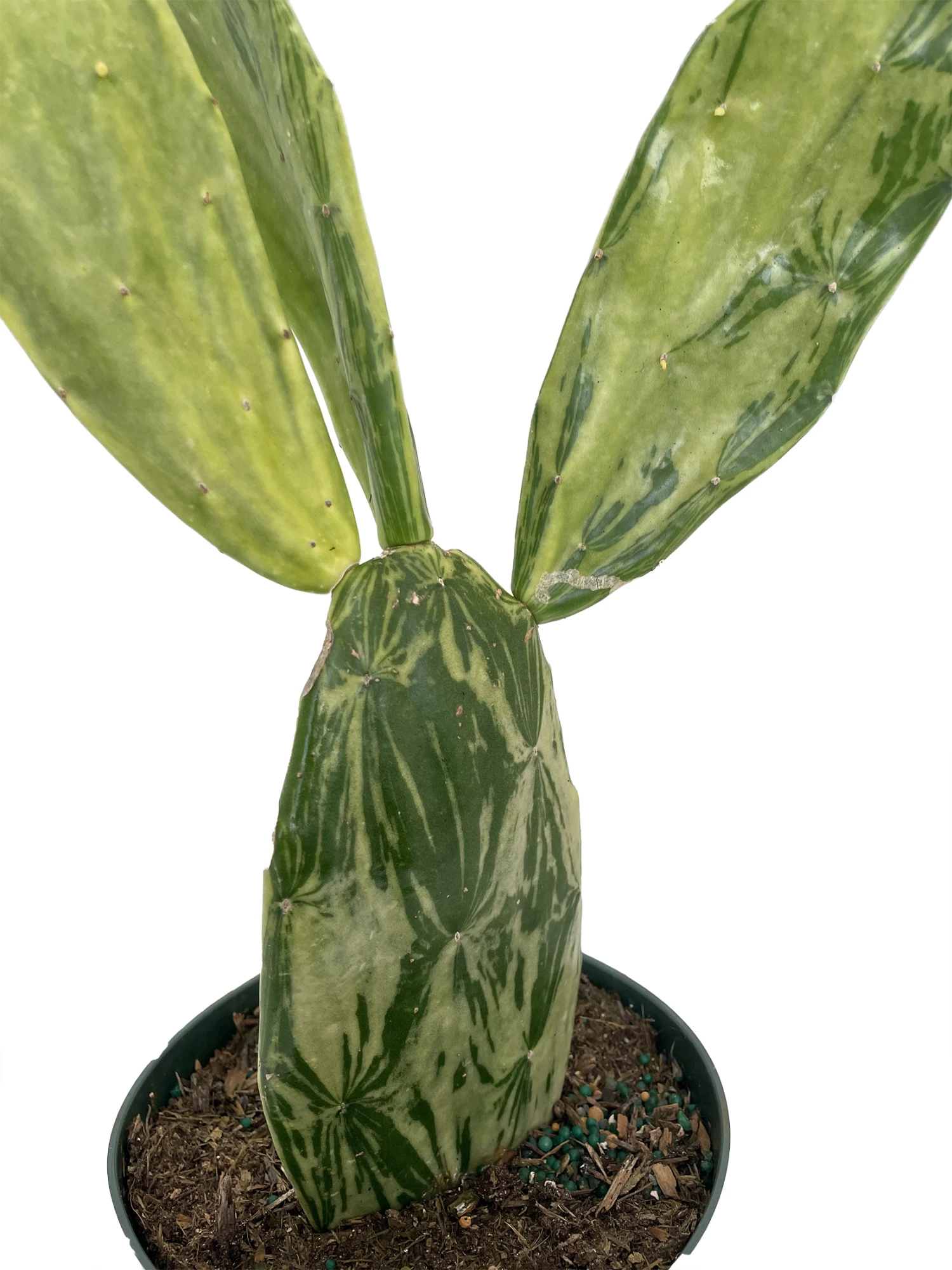 Warm Hand - Velvet Opuntia - Nopal Cactus -Opuntia Cochenillifera-Edible-6" Pot - Image 2