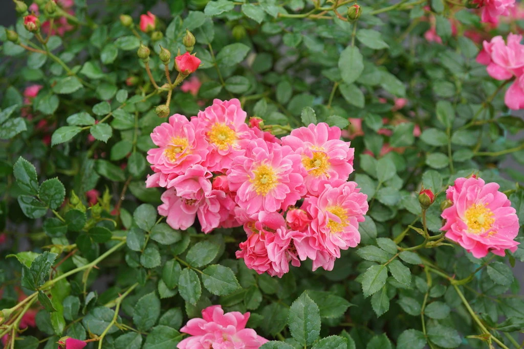 OSO EASY® Double Pink Rose-VERY HARDY Proven Winners - 4" Pot