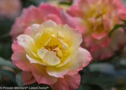 OSO EASY® Italian Ice Rose- Rebloomer- Proven Winners - 4" Pot