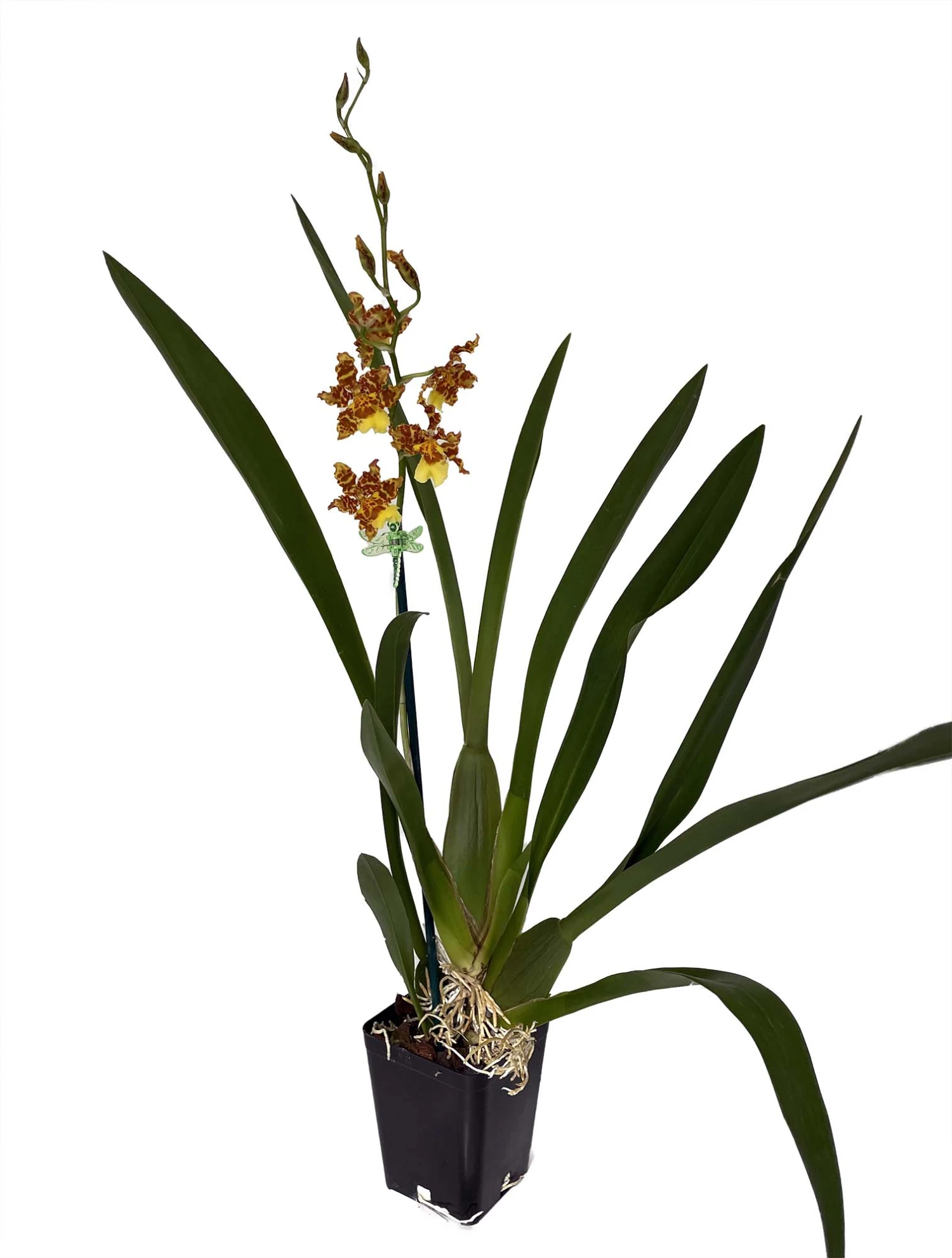 Wilsonara Pacific Passage Handsome Orchid -Oncidium -4" Pot - Collector Orchids - Image 2