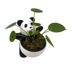 Lucky Panda Planter With Chinese Money Plant And Sheet Moss - 4.5" X 4.75"