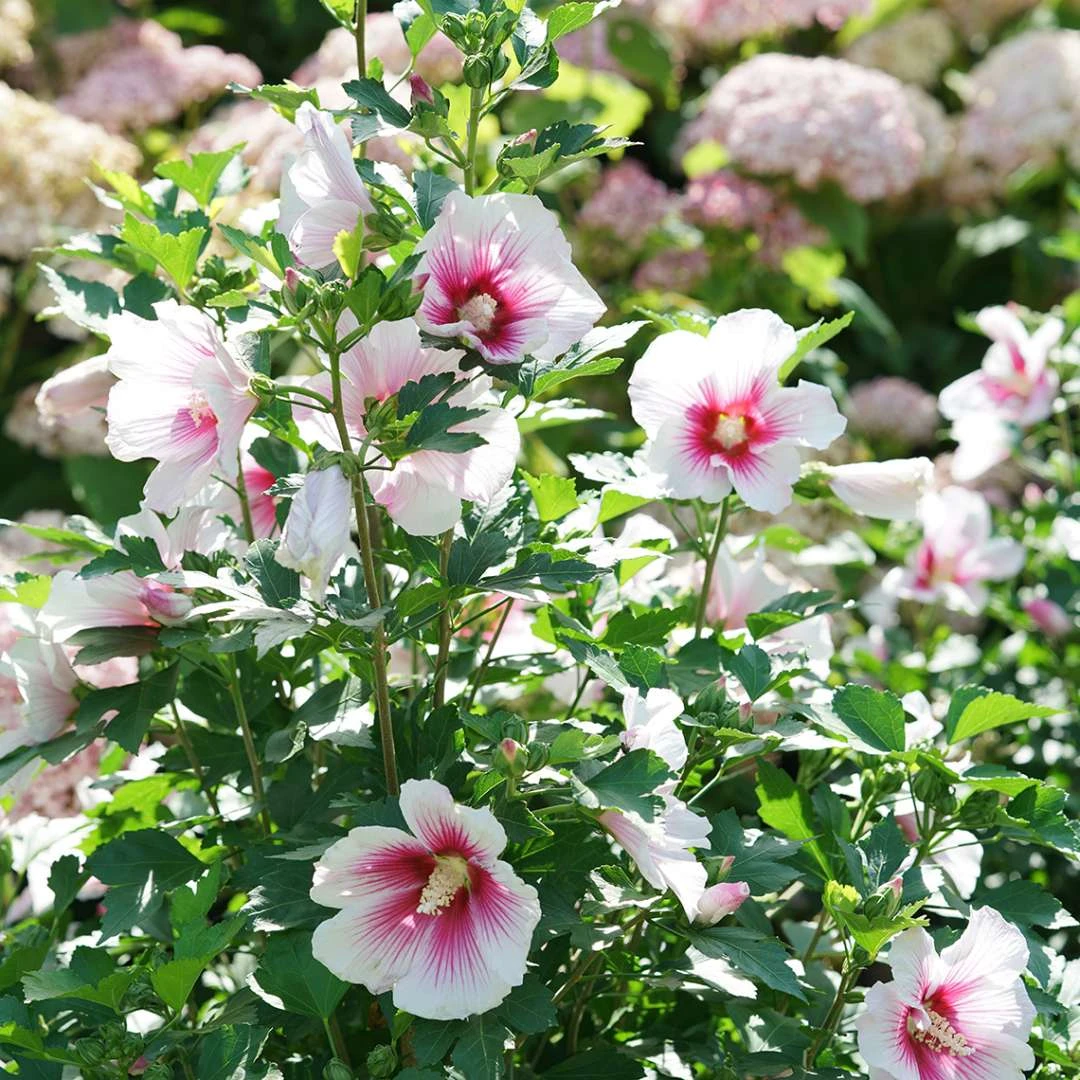 Paraplu Pink InkĀ® Hibiscus - Rose Of Sharon - Proven Winners - 4" Pot - Image 5