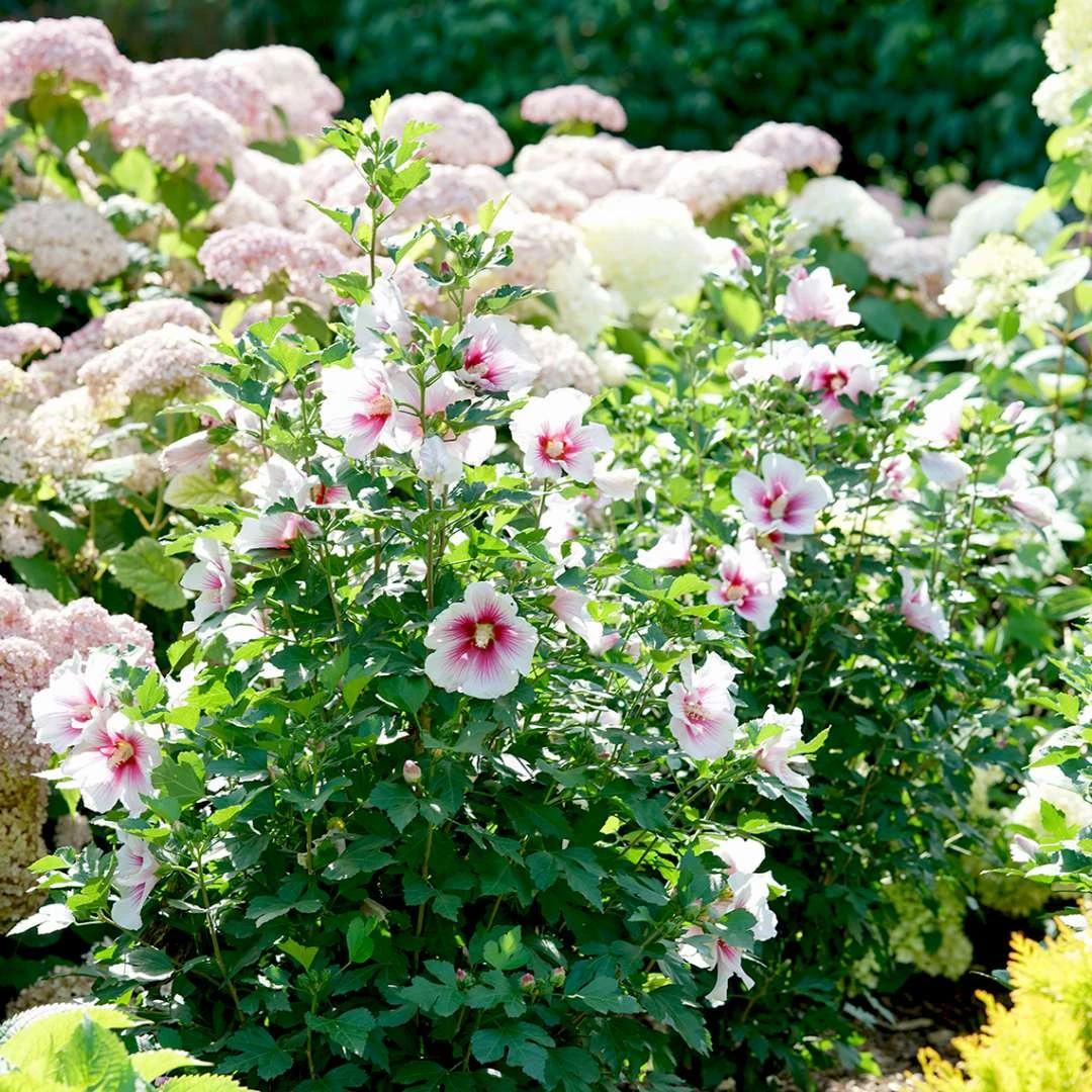Paraplu Pink InkĀ® Hibiscus - Rose Of Sharon - Proven Winners - 4" Pot - Image 4
