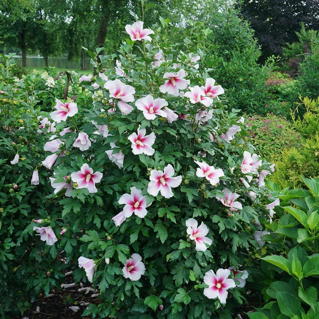 Paraplu Pink InkĀ® Hibiscus - Rose Of Sharon - Proven Winners - 4" Pot - Image 2