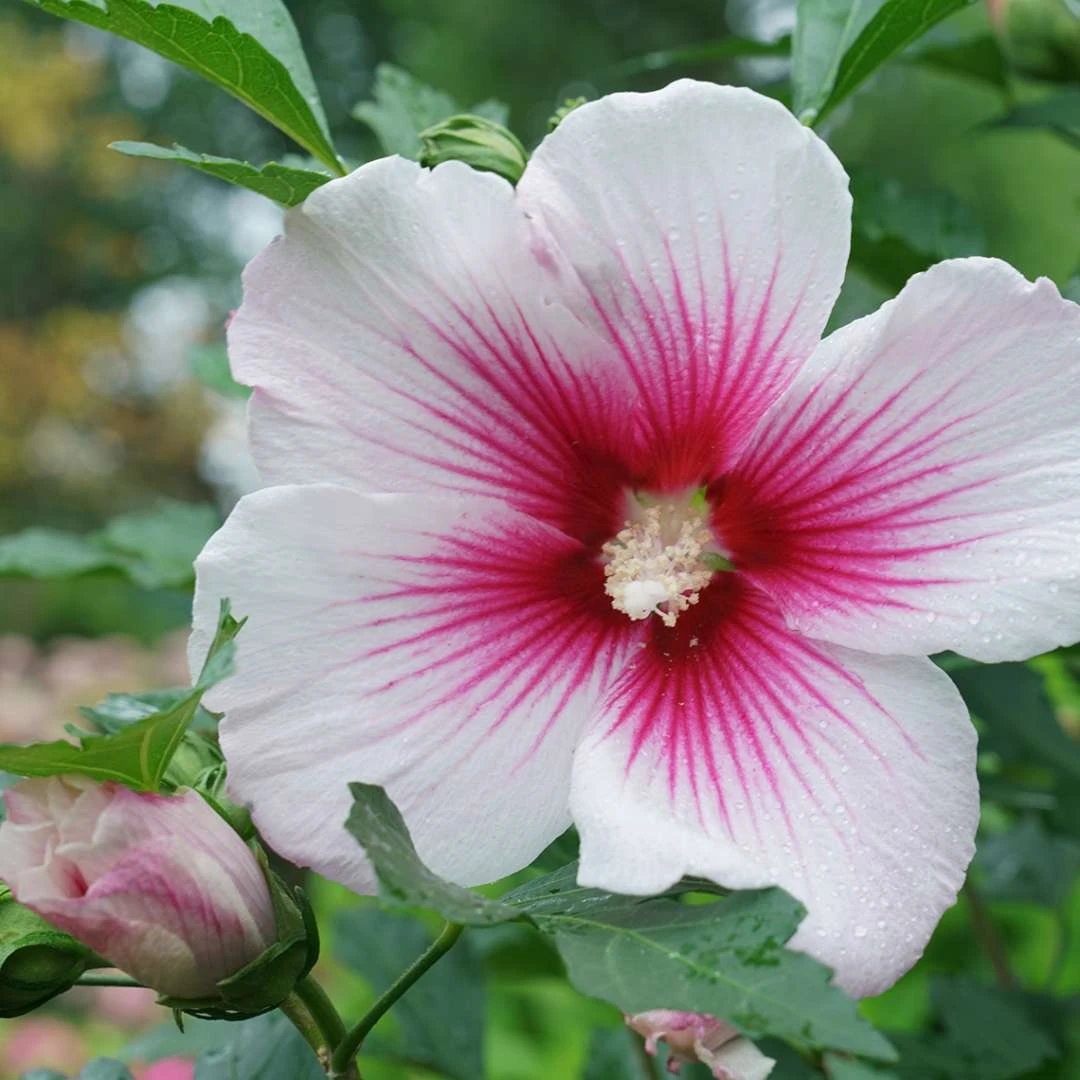 Paraplu Pink InkĀ® Hibiscus - Rose Of Sharon - Proven Winners - 4" Pot - Image 3