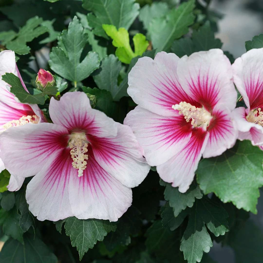 Paraplu Pink InkĀ® Hibiscus - Rose Of Sharon - Proven Winners - 4" Pot
