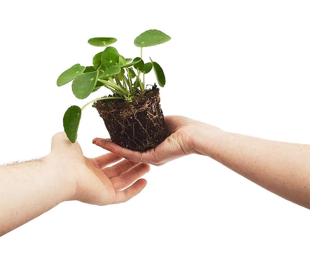 Chinese Money Plant - 4" Mini Hanging Basket - Pilea Peperomioides - Image 2