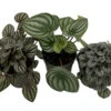 Peperomia Assortment - 3 Pack In 4" Pots
