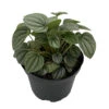 Frost Peperomia 6" Pot - Easy To Grow Houseplant - Trending