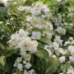 Illuminati Sparks™ Mock Orange - Philadelphus - Proven Winners - 4" Pot