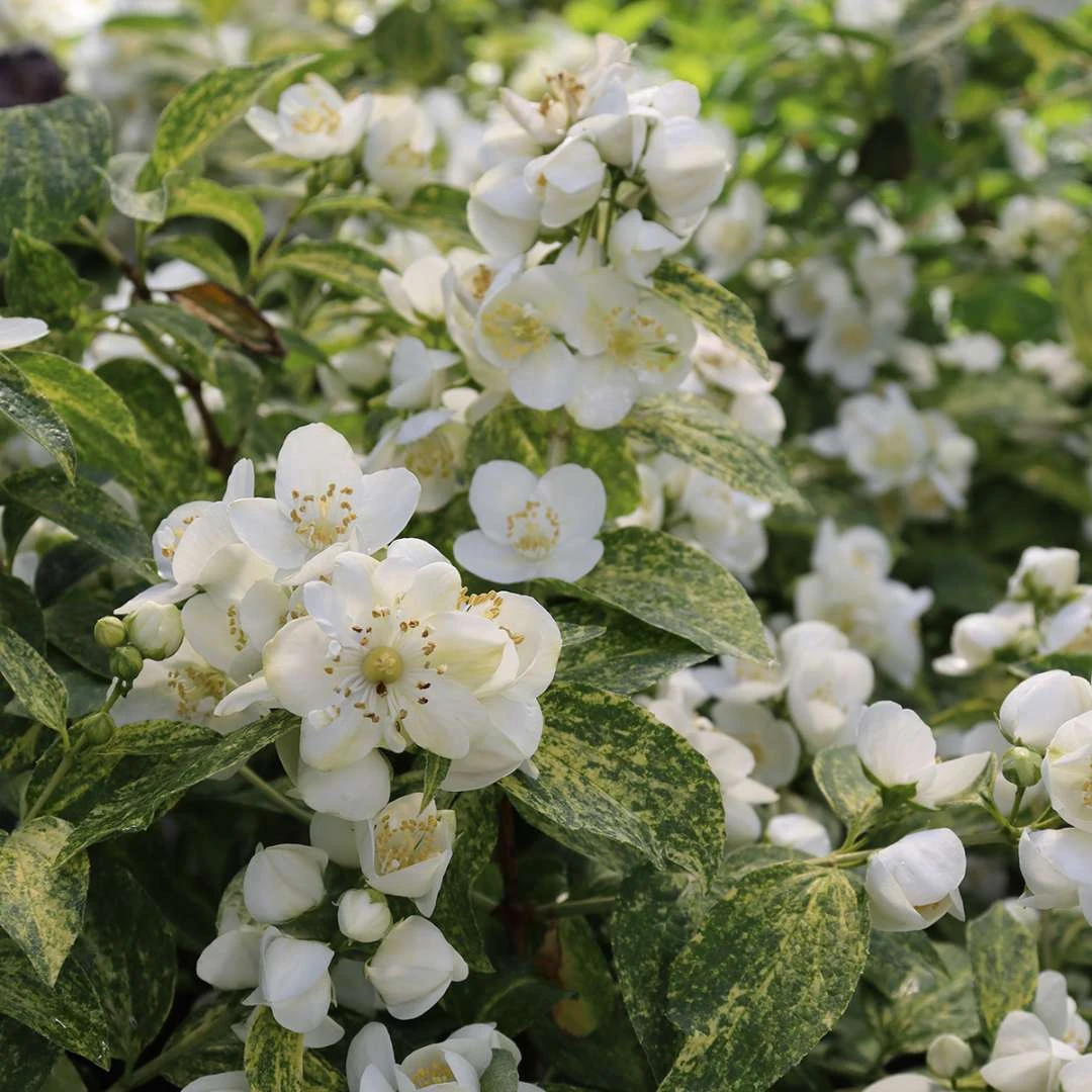 Illuminati Sparks⢠Mock Orange - Philadelphus - Proven Winners - 4" Pot