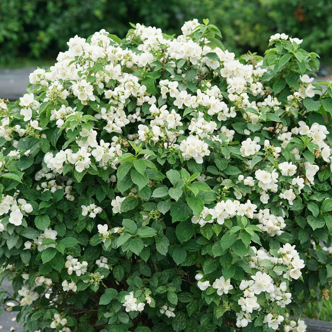 Illuminati Sparks⢠Mock Orange - Philadelphus - Proven Winners - 4" Pot - Image 3