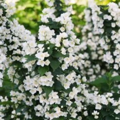 ILLUMINATI TOWER® Mockorange - Philadelphus - Low Grower - 4" Pot